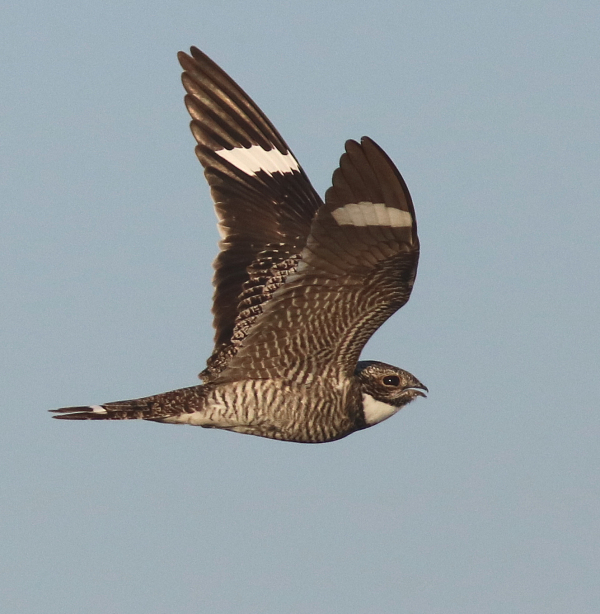 Nighthawk Migration & Wintering Areas | Birding Wire