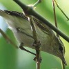Six New Bird Species Discovered!