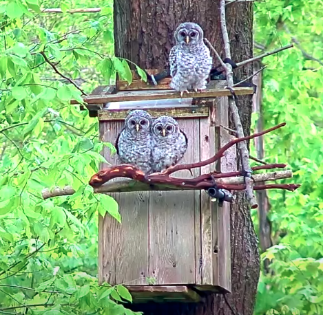 WBU Live Barred Owl Nest Cam | Birding Wire