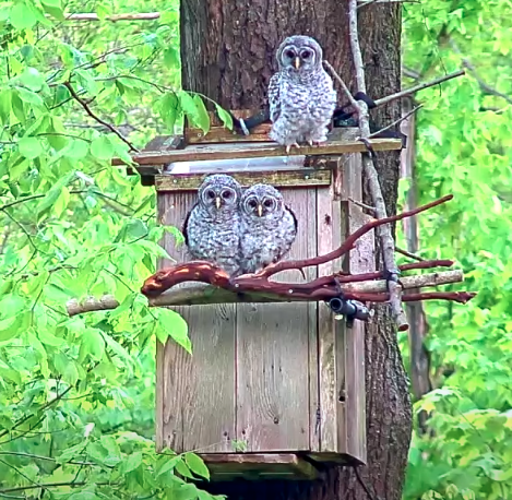 barred owl live nest cam