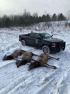 Michigan: Three Relatives Sentenced in Otsego County for Elk Poaching