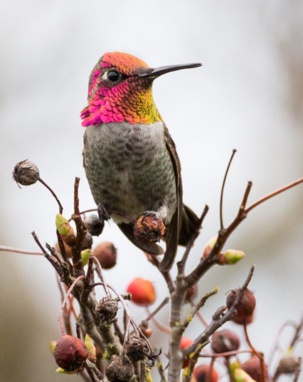 BirdSpotter Photo Contest Winners Birding Wire