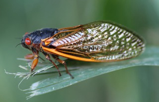 Ohio: Brood X Cicadas Are Coming to Ohio