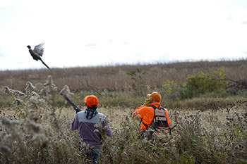 Michigan: new pheasant license to fund pheasant release program