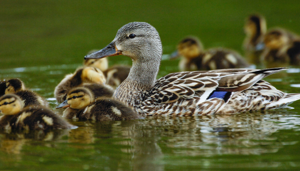Delta Waterfowl Reports: 2021 Waterfowl Breeding Population and Habitat Survey Cancelled