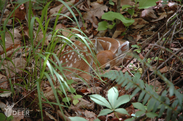 The Science of Fawn Survival:  Leave them Alone