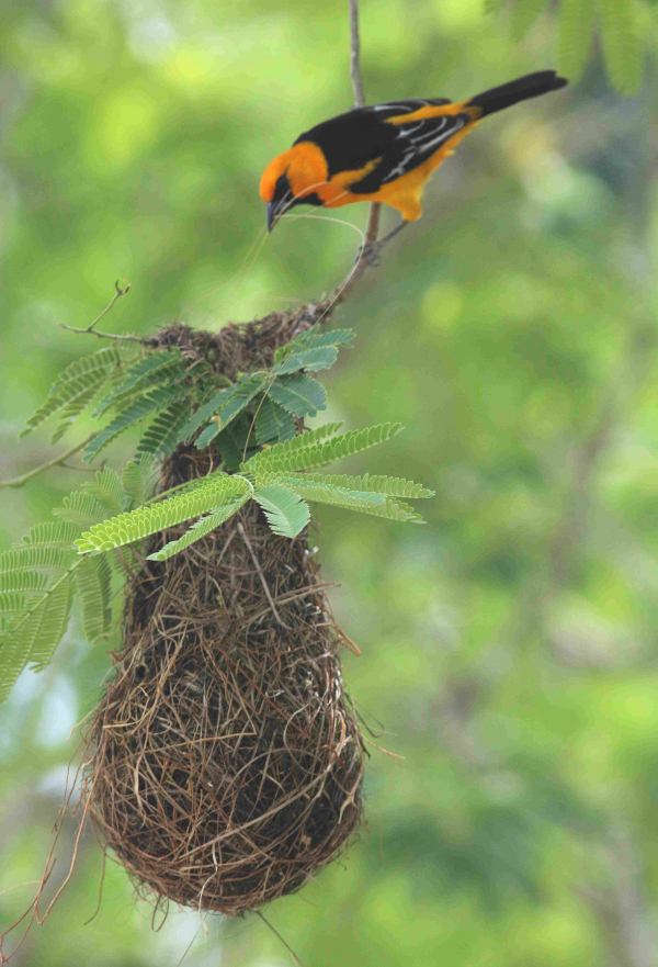 WCLT - Nature Notes 7/6/2018 - Baltimore orioles make hanging nests