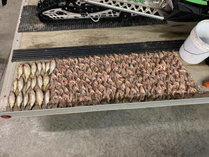 Michigan: Two Huron County Men Arraigned for Over the Limit Gamefish