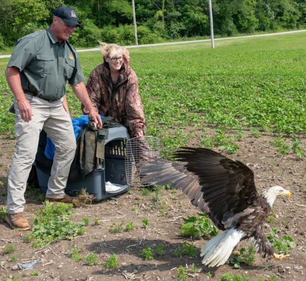 Ohio: 28-Year-Old Banded Eagle Released in Marion County After Injuries