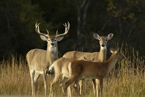 Michigan Deer Private Land Assistance Network grant application period open