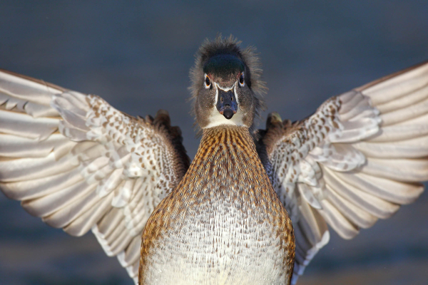 The 100 Best Audubon Contest Photos