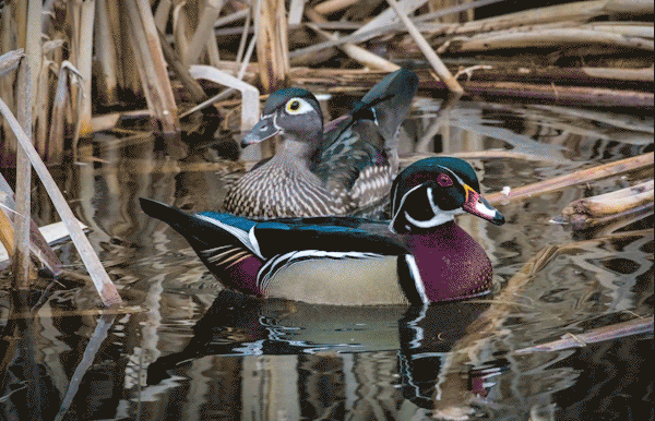 Wildlife Conservation Month: The Wood Duck