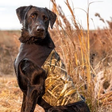 Active dog clearance vest