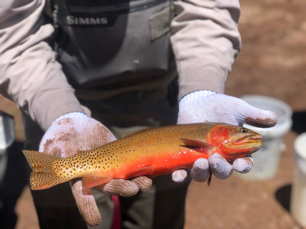 Utah: stream treatments to benefit cutthroat trout in High Uintas
