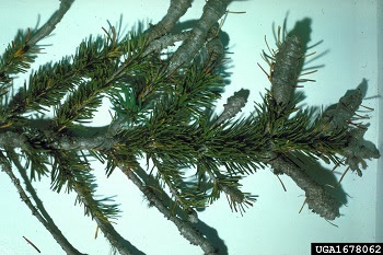 Michigan: invasive balsam woolly adelgid confirmed in Kent County