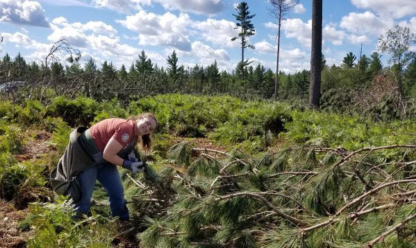 Michigan: have a bushel of fun picking pine cones