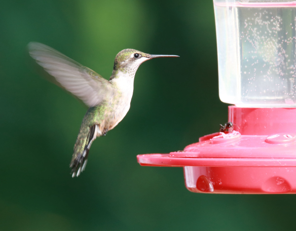 16 Tips to Enhance Hummingbird Migration