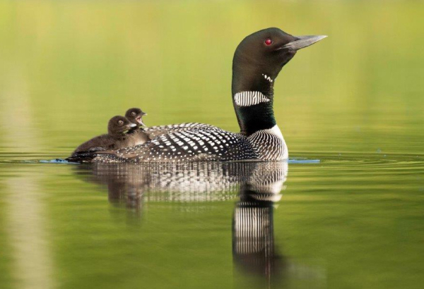 Canada’s Loon Nesting Survey Analysis