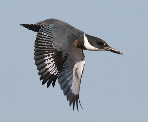 Belted Kingfisher takes flight - FeederWatch