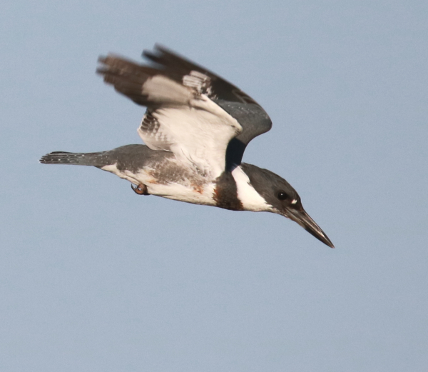 Belted Kingfisher takes flight - FeederWatch