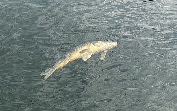 Michigan: DNR Completes Investigation of Common Carp Die Mortality in Lake Orion