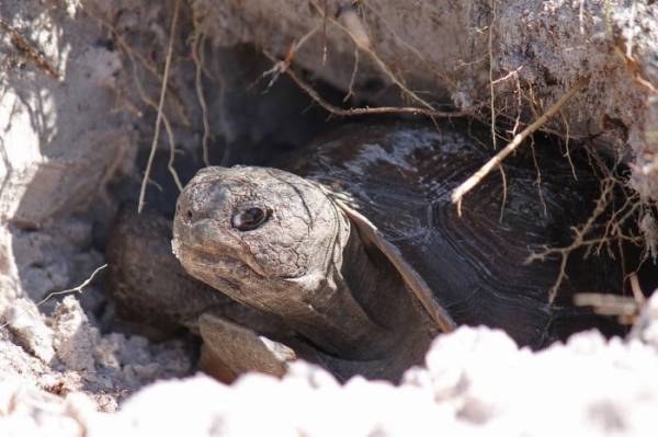 FL FWC seeks landowners to help with gopher tortoise conservation