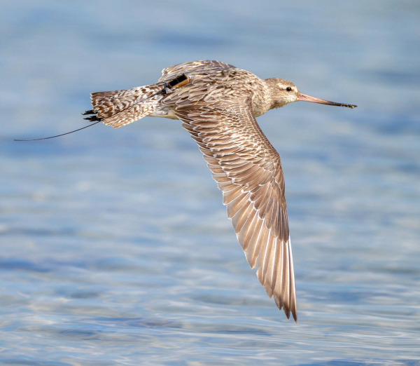 bar tailed godwit migration