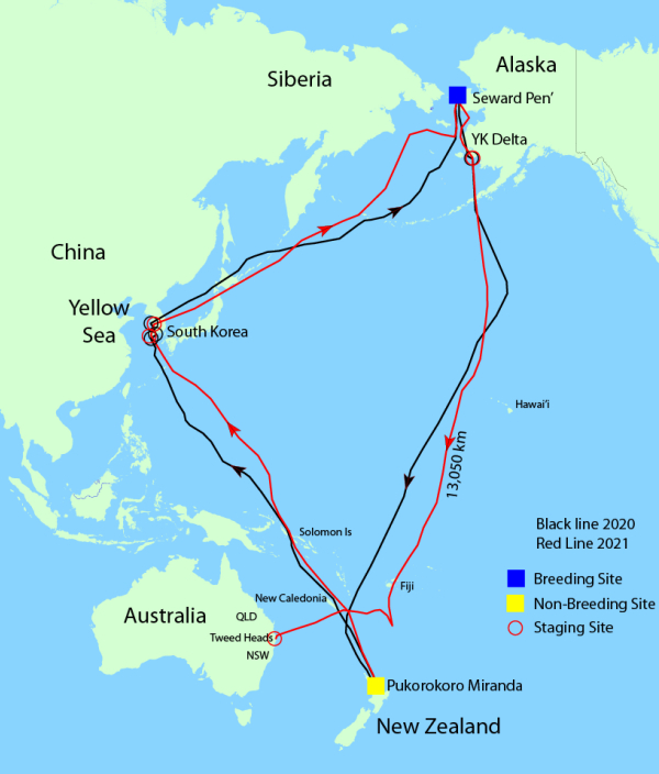 bar tailed godwit migration