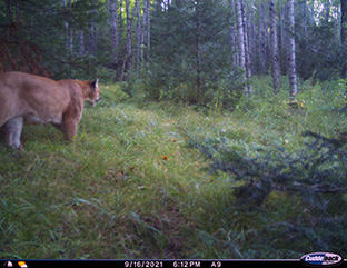 Michigan DNR Confirms Recent Cougar Photo From Dickinson County