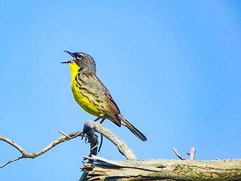 Kirtland’s warbler census shows once-endangered songbird continues to thrive