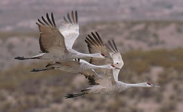 Arizona: Sandhill Cranes Winging Their Way to Whitewater Draw Wildlife Area