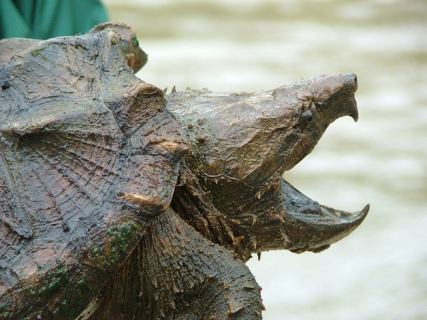 Endangered Species Protection Proposed for Alligator Snapping Turtle