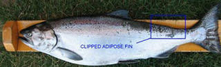 Michigan: DNR Asks Anglers to Turn in Adipose Fin Clipped Fish