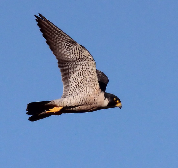 Record Peregrine Falcon Migration