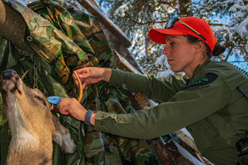 Top 10 best hunting practices for firearm deer season