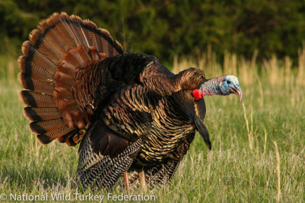 Wild Turkeys for Thanksgiving