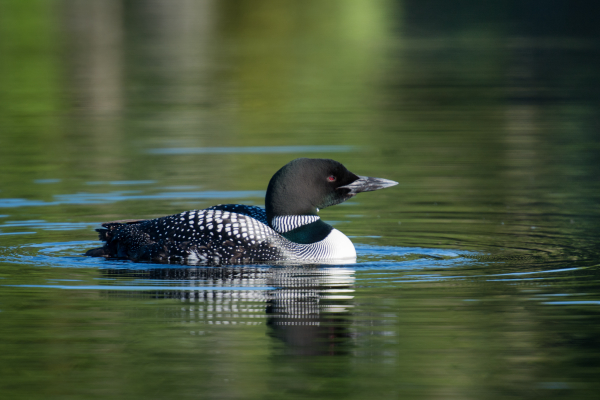 Vermont Nesting Loons Have a Record Year