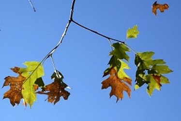 Michigan: Prune oak trees in winter to avoid oak wilt