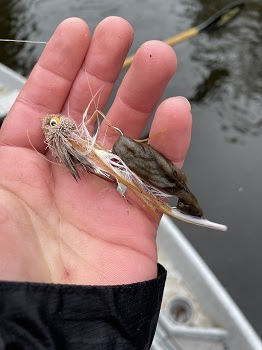 Dreaded didymo – or ‘rock snot’ – found in Upper Manistee River