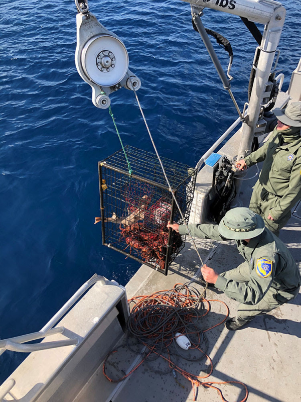 California Commercial Lobster Fisherman Convicted of Poaching in MPA
