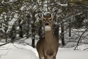 Michigan Deer Habitat Improvement Program grant application period open