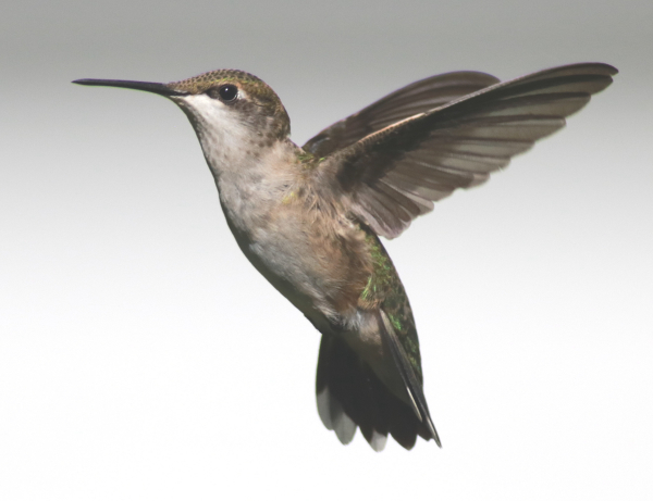 Torpor Aids Migrating Hummingbirds