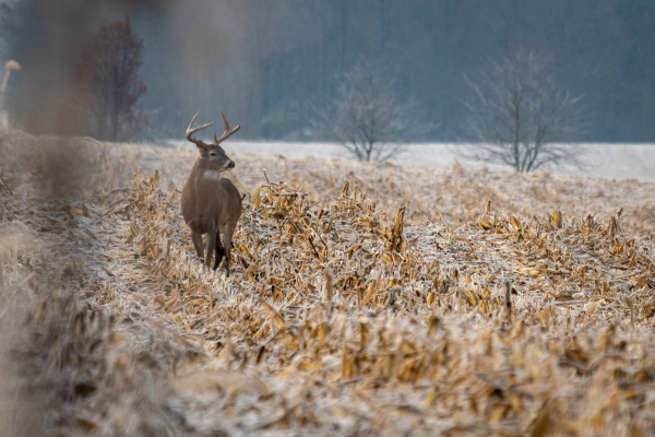 Ohio’s Deer Hunters Have Successful Muzzleloader Season | Outdoor Wire