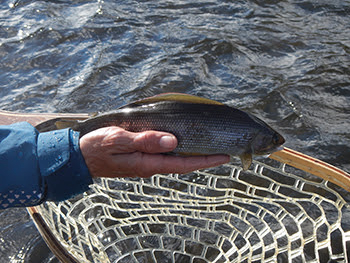 Consumers Energy Foundation awards $70,000 to support Michigan Arctic Grayling Initiative