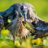 Winners of 2022 Outdoor Alabama Photo Contest Announced