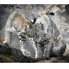 <p>Bobcat Photo Takes 2021 California Wildlife Photograph of the Year Honors</p>
