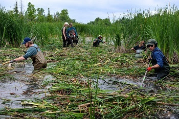 Michigan awards $3.6 million for invasive species projects