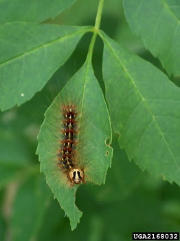 New name for a familiar pest: Gypsy moth is now spongy moth