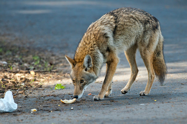 Coyotes and what you can do to prevent conflicts