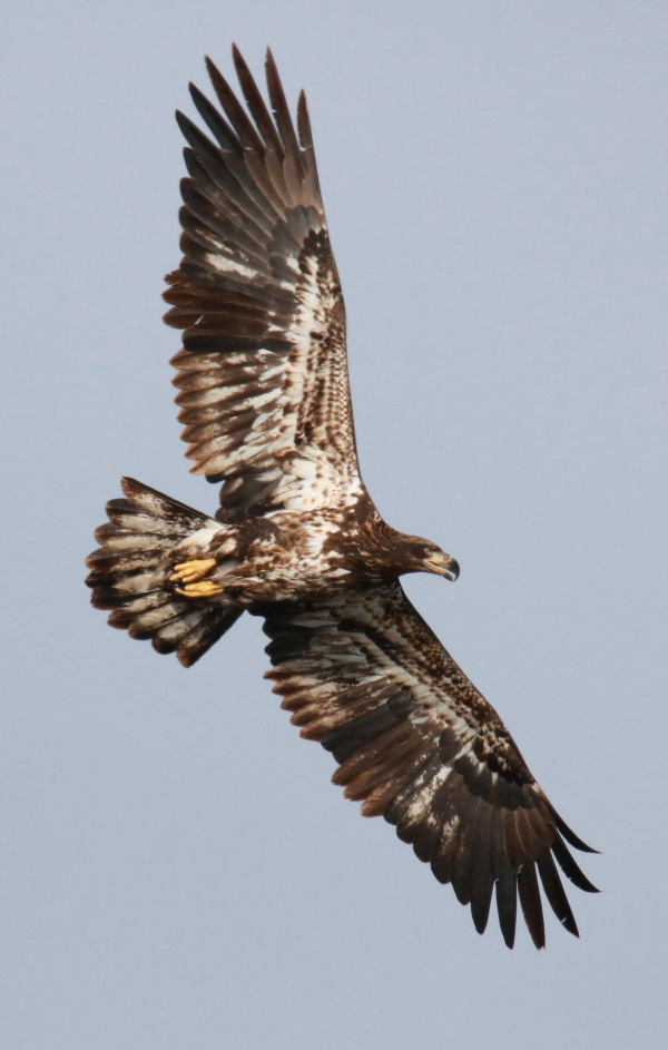 Join the Editor for Weekly Birding Highlights | Birding Wire